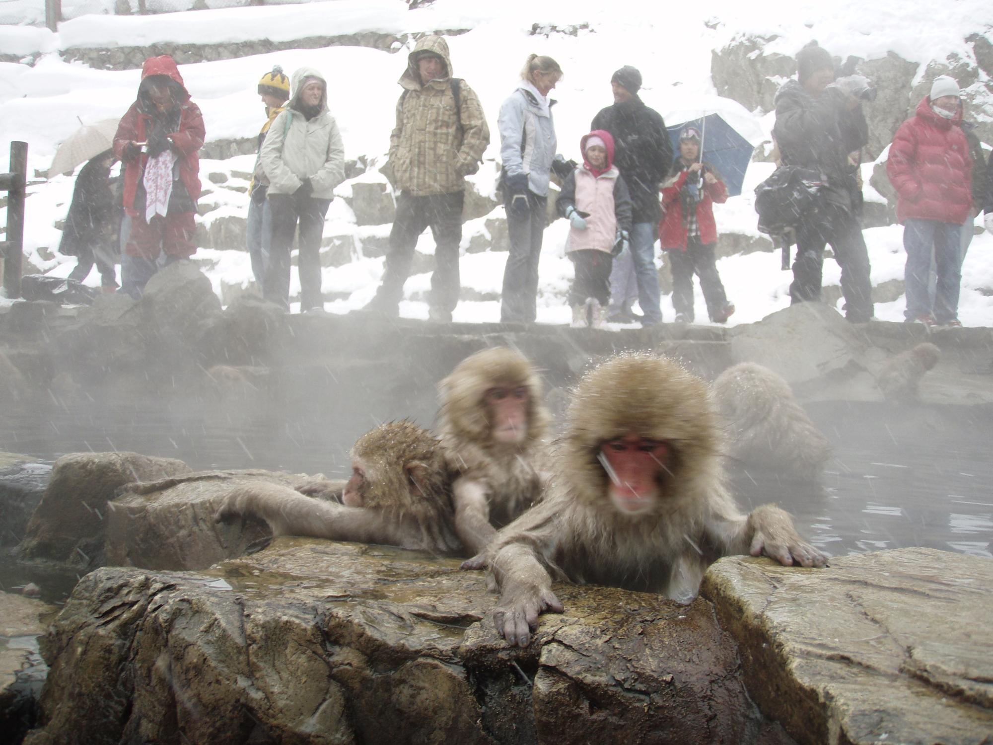 SNOWMONKEY3