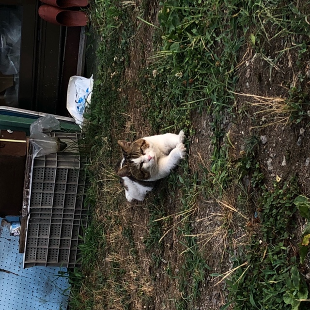 上条オス1