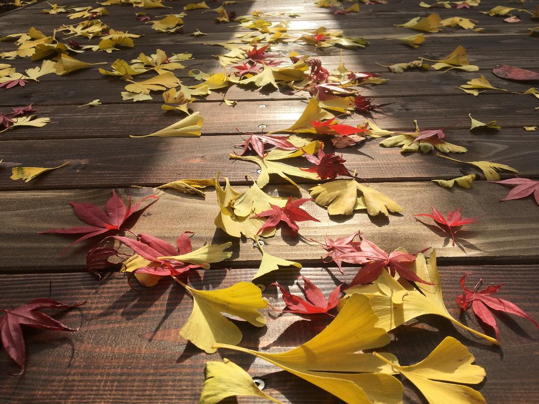 紅葉