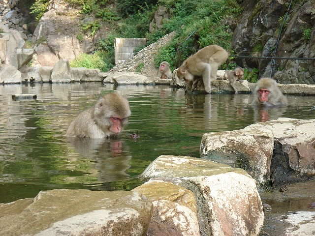 地獄谷野猿公苑　夏