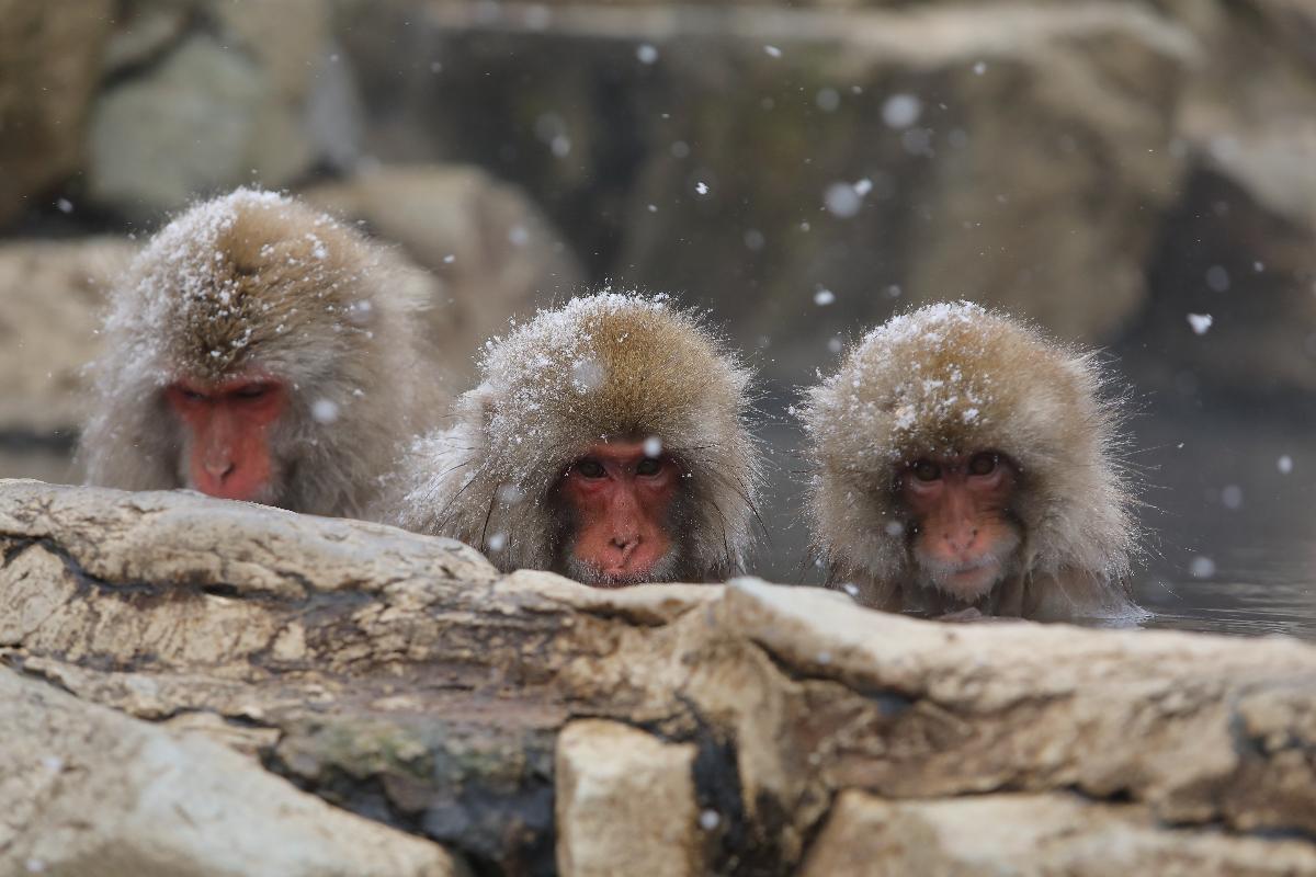 湯田中渋温泉郷　冬