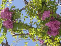 アカバナアカシアの花